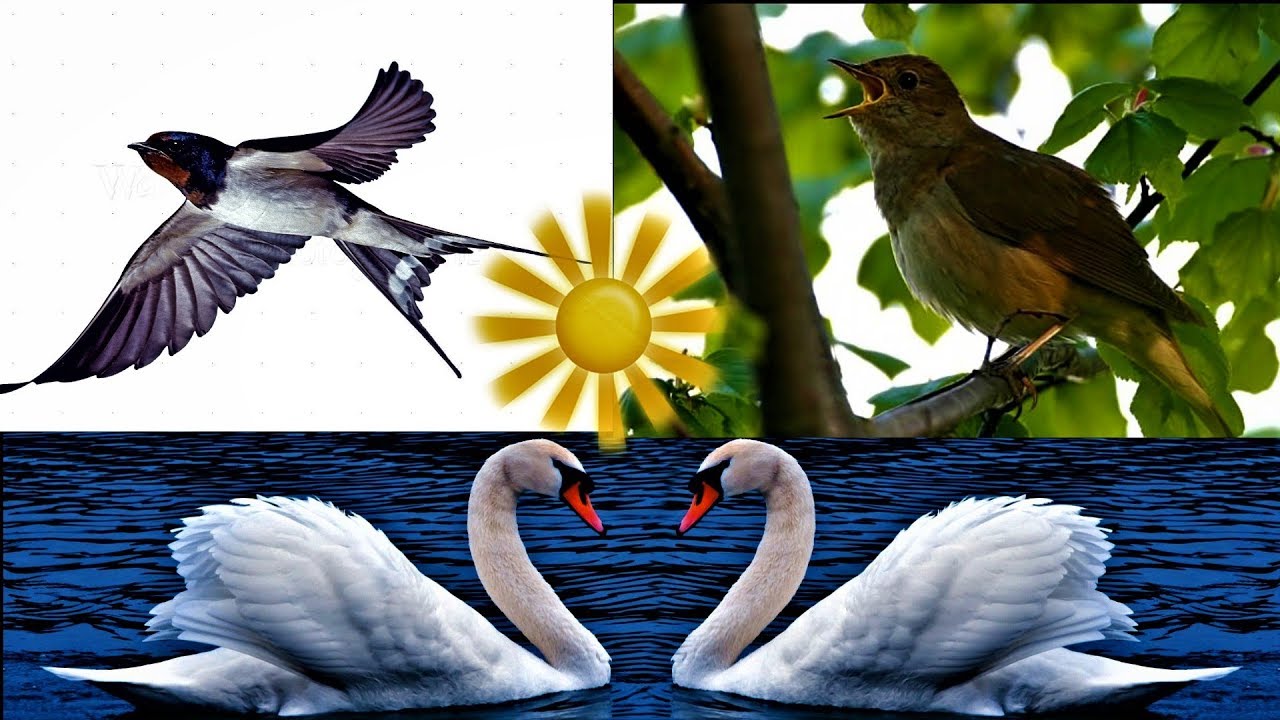 Păsările călătoare!